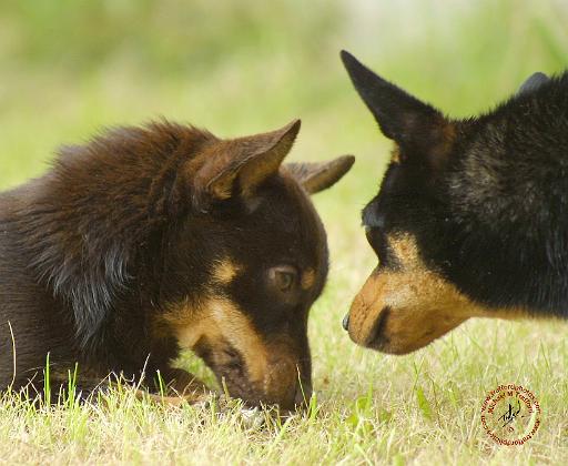 Lancashire Heeler 9R038D-242.JPG